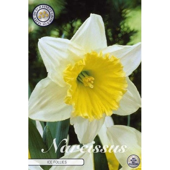 Narcissus Ice Follies 5-pakning